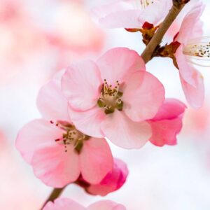 ART 30779